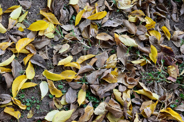 Autumn Foliage Dropped From the Trees on the Grass
