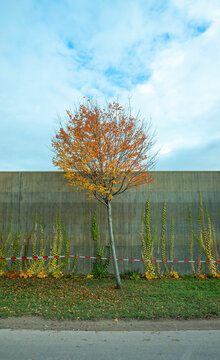 Baum mit Hernstlaub vor Betonmauer und blauem Himmel
