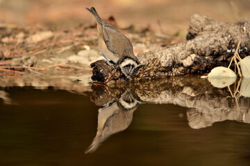 herrerillo capuchino bebiendo y reflejado en el estanque del parque  (Lophophanes cristatus) Ojén Málaga España 