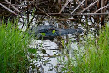Close up of an alligator lurking in the swamp