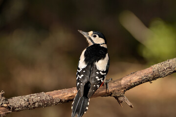 pico picapinos posado en una rama (Dendrocopos major) pájaro carpintero Ojén Málaga España 