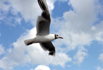 Flight of a Seagull on the background of Cumulus clouds