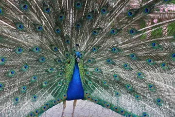 Fotobehang Full frame peafowl with spread tail © travellevels