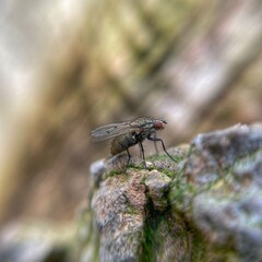 Fly on a leaf