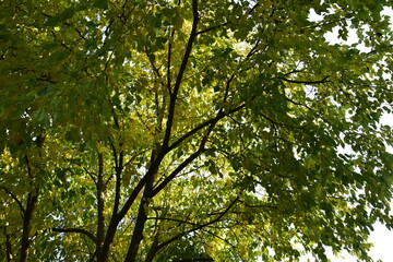 Fototapeta na wymiar Autumn Trees by Morning With Dropping Foliage