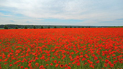  Fröhling in Hannover Kronsberg