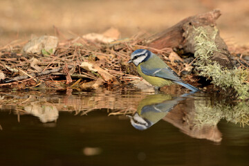 Blue tit reflejado en el estanque (Cyanistes caeruleus) Ojén Málaga España 