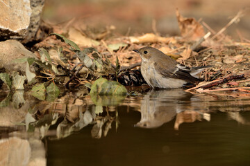 papamoscas cerrojillo bañándose en el estanque  (Ficedula hypoleuca) Ojén Málaga España 
