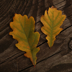 two yellow oak leaves on wooden background