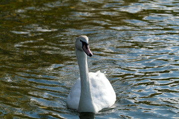 A selective focus shot of a graceful white swan on the water - stockphoto