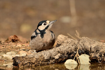 Great spotted woodpecker en el estanque (Dendrocopos major) pájaro carpintero Ojén Málaga España 