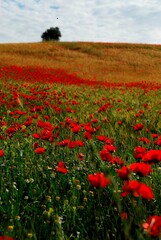 poppy field in summer