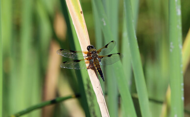Beautiful dragonfly at grass stem with detail of its wings