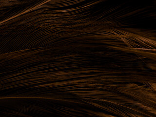 Beautiful abstract orange and yellow feathers on dark background and black gold feather texture on black and yellow background, yellow banners, love theme, valentines day