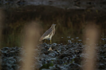 Javan pond heron is in the river looking for food