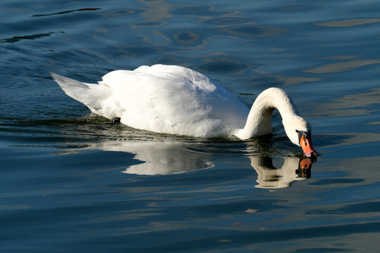White swan on the lake drinking water - stockphoto