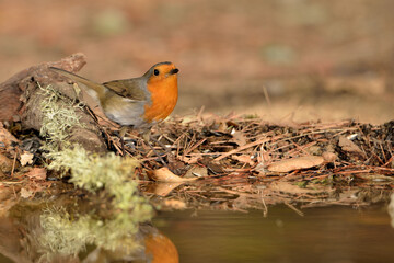 petirrojo europeo en el estanque bebiendo (Erithacus rubecula) Ojén Málaga España 