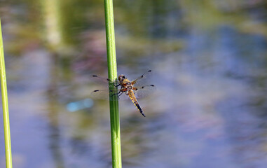 Beautiful dragonfly at grass stem above water surface