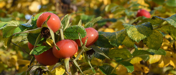 Ripe rose hips on a background of yellow autumn foliage