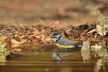 Blue tit bañándose en el estanque (Cyanistes caeruleus) Ojén Málaga España 