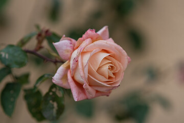Lachsfarbene Rose