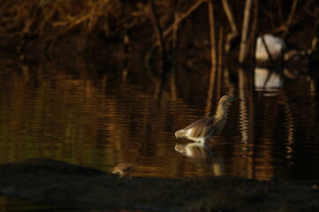 Javan pond heron is in the river looking for food