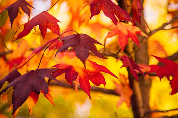detail of liquidambar (sweetgum tree) leafs with blurred background - autumnal background