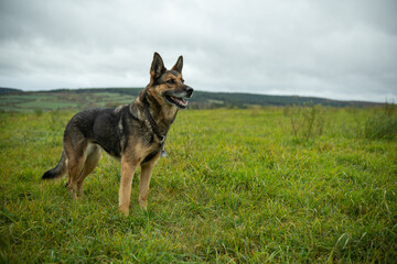 Deutscher Schäferhund im Herbst