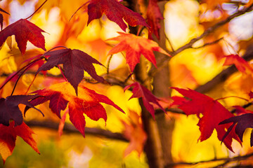 detail of liquidambar (sweetgum tree) leafs with blurred background - autumnal background