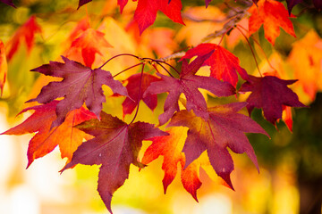 Fototapeta na wymiar detail of liquidambar (sweetgum tree) leafs with blurred background - autumnal background