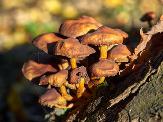 Hypholoma fasciculare. A close-up of a cluster of poisonous mushrooms growing on a tree trunk. A fine spider's web can be seen between the mushrooms.