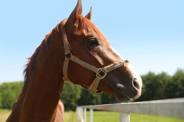 Chestnut horse in paddock on sunny day. Beautiful pet
