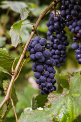 Future cabernet sauvignon wine grapes getting ready to be picked up. 