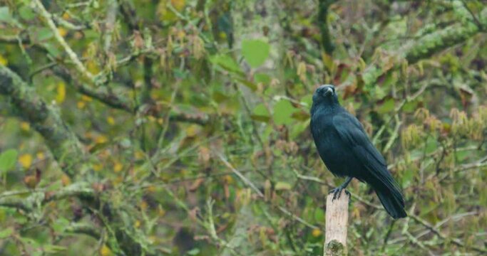 Black crow on perch in early autumn, perches and then flies out of screen.