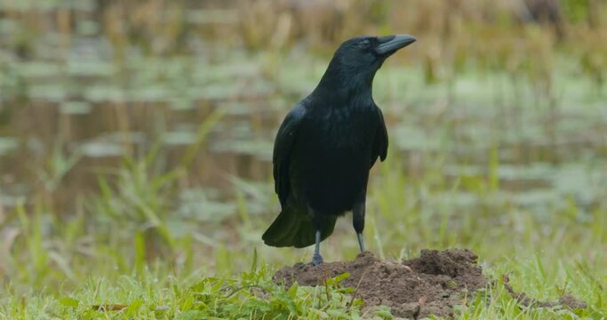 Black Crow on the ground looking for food.