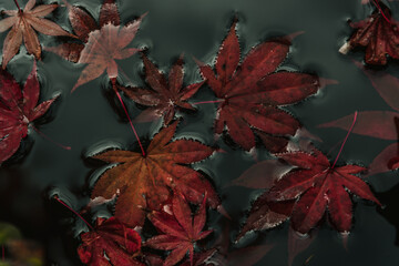 Hojas de arce rojo japonés en otoño flotando en el agua
