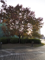 紅葉はまだ