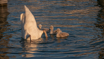 Naklejka premium white swan shows how to dive for food - mute swan diving