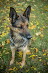 Deutscher Schäferhund im Herbst