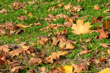 Yellow leaves on green grass in autumn