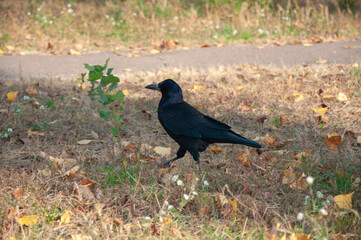 Obraz premium Black crow in autumn leaves