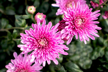 Chrysanthemum flower close-up on a background of green foliage. Beautiful background for design.