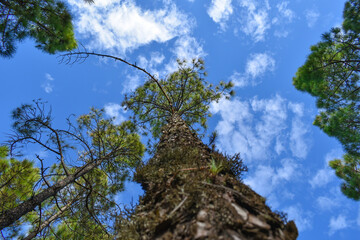Bark of a very tall tree seen up close and photographed from below.