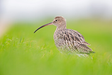 A portrait of a curlew resting in a meadow during bird migration.