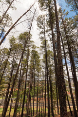 Small famous park of Ribeirao Preto called Pico da Unaerp.