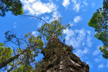 Bark of a very tall tree seen up close and photographed from below.