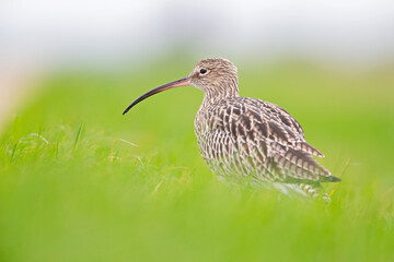 A portrait of a curlew resting in a meadow during migration.