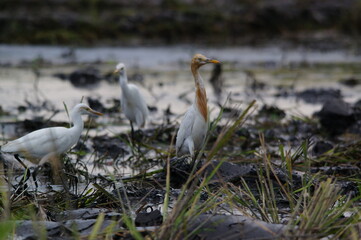 cattle egret are looking for food in the fields