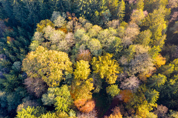 Luftaufnahme: Bayrischer Wald im Herbst