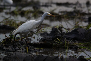 cattle egret are looking for food in the fields